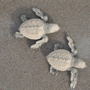 Schildkröten auf dem Weg zum Meer