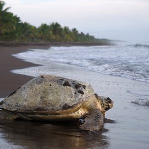 Schildkröte auf dem Weg zum Meer