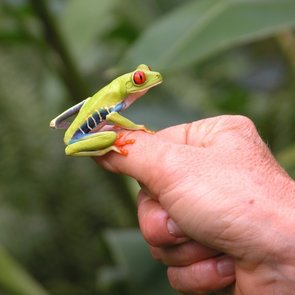 Wildlife in Costa Rica