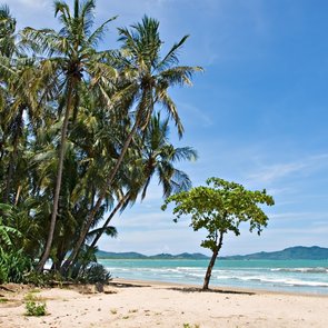 Karibische Palmen in Costa Rica